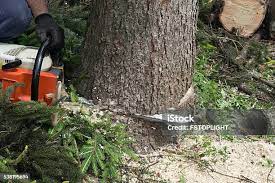 Best Firewood Processing and Delivery  in Palmview South, TX