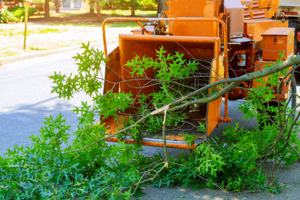 Best Artificial Turf Installation  in Palmview South, TX