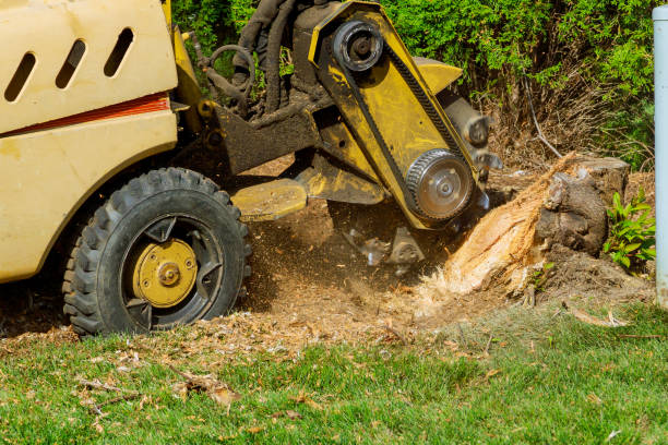 Best Tree Preservation Services  in Palmview South, TX