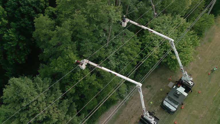 Best Root Management and Removal  in Palmview South, TX
