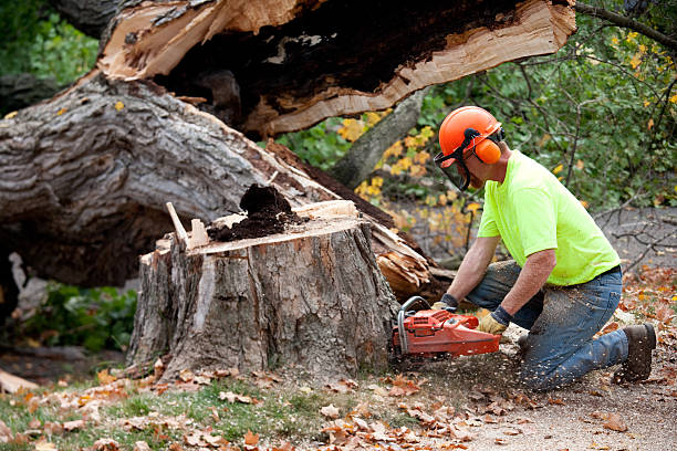 Best Leaf Removal  in Palmview South, TX