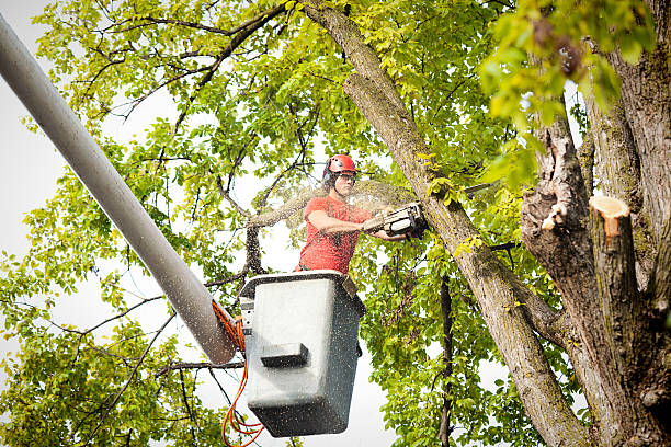 Best Tree Trimming and Pruning  in Palmview South, TX