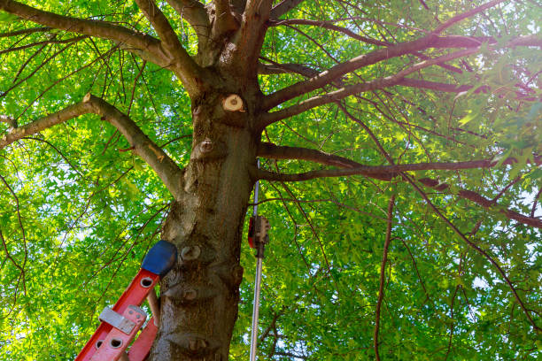 How Our Tree Care Process Works  in  Palmview South, TX